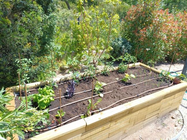 Cultivez votre propre potager : conseils pour les jardiniers en herbe